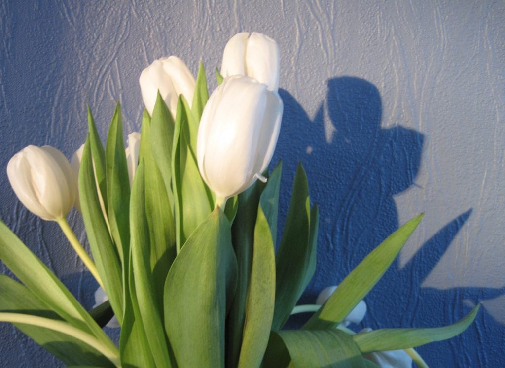 sol, skygge, tulipan, tulipaner,  væg, blå, hvid