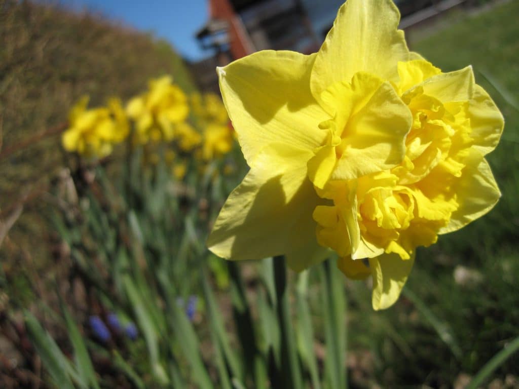 blomster, påskeliljer, farver, smukt, forår