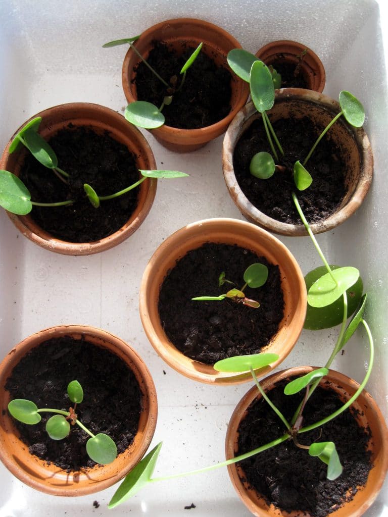 pilea, små, babyer