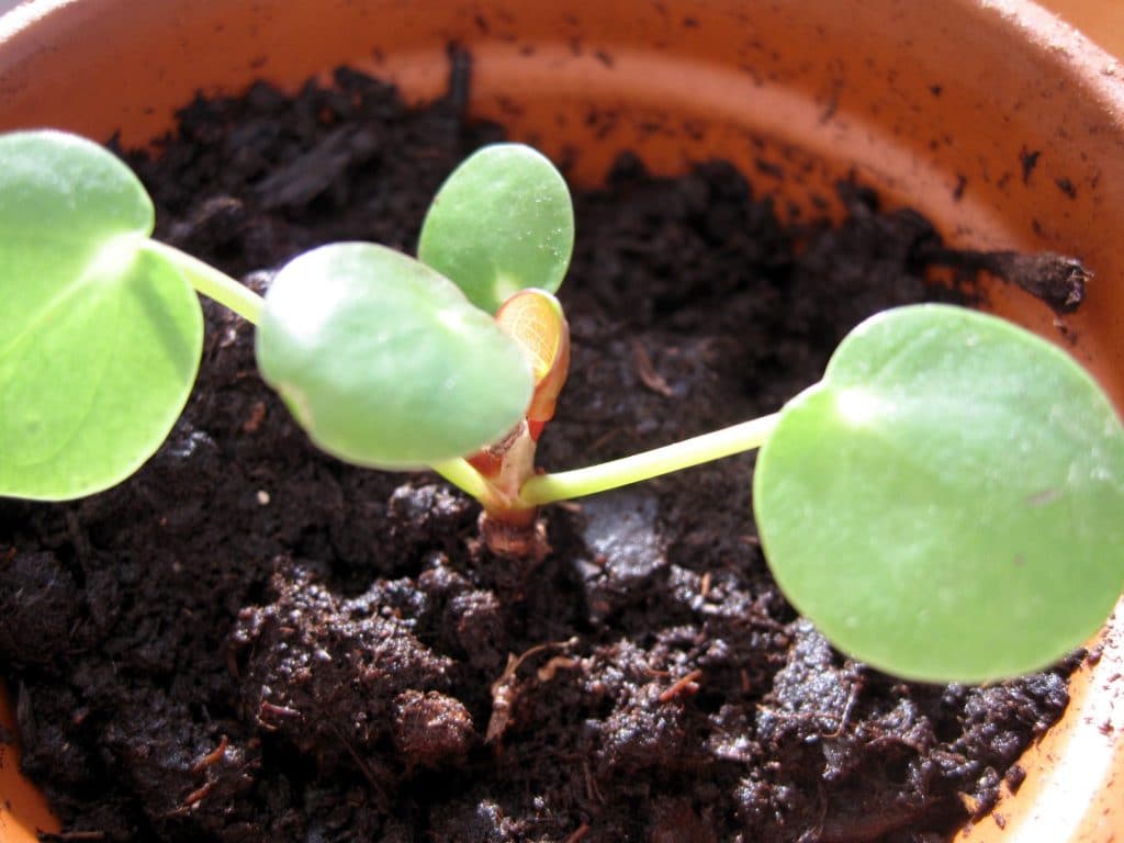 pilea, små, babyer
