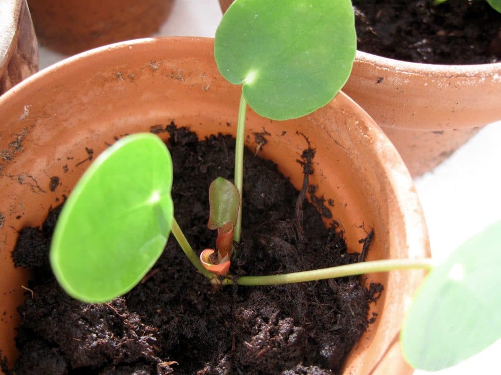 pilea, små, babyer