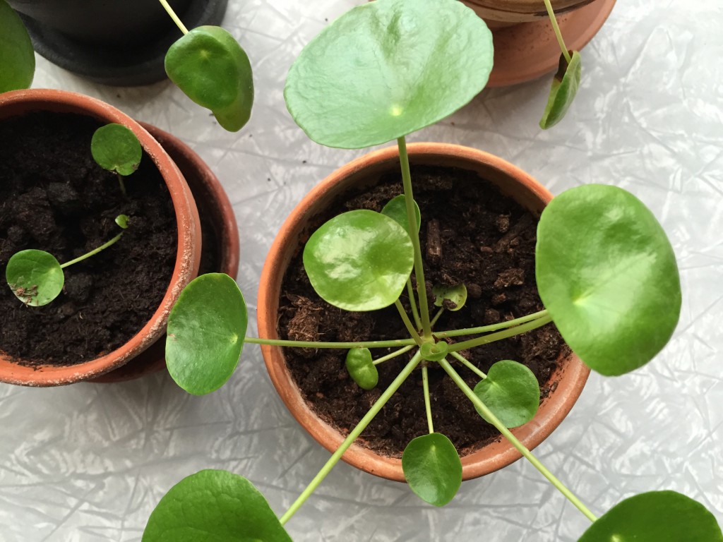 søndag, særlig, sensitiv, pilea, plante, grøn, grønne, fingre
